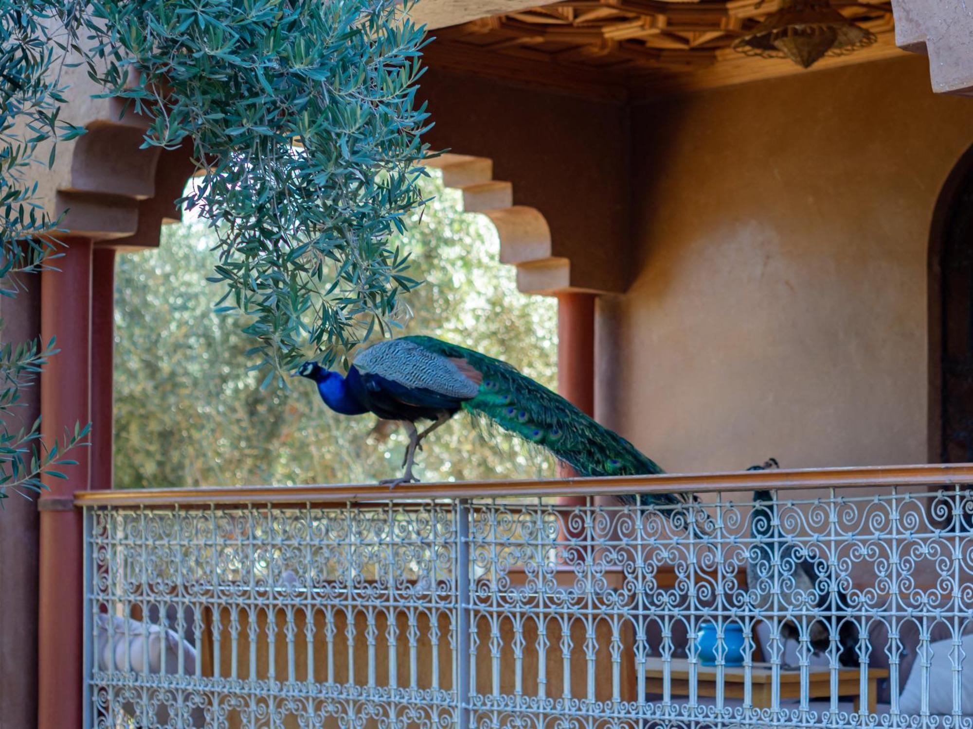 Ferme Sidi Safou & Spa มาร์ราเกช ภายนอก รูปภาพ
