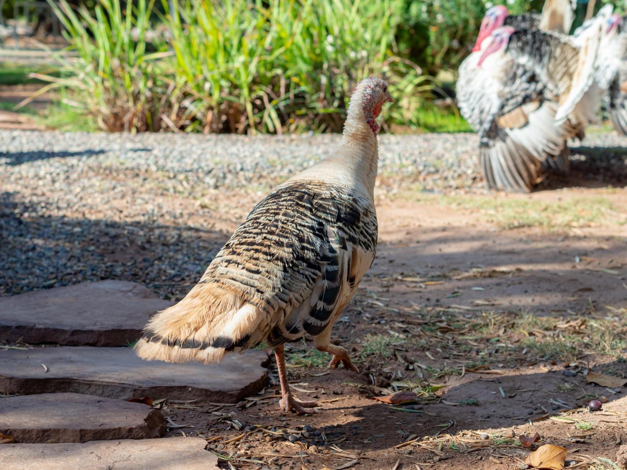 Ferme Sidi Safou & Spa มาร์ราเกช ภายนอก รูปภาพ