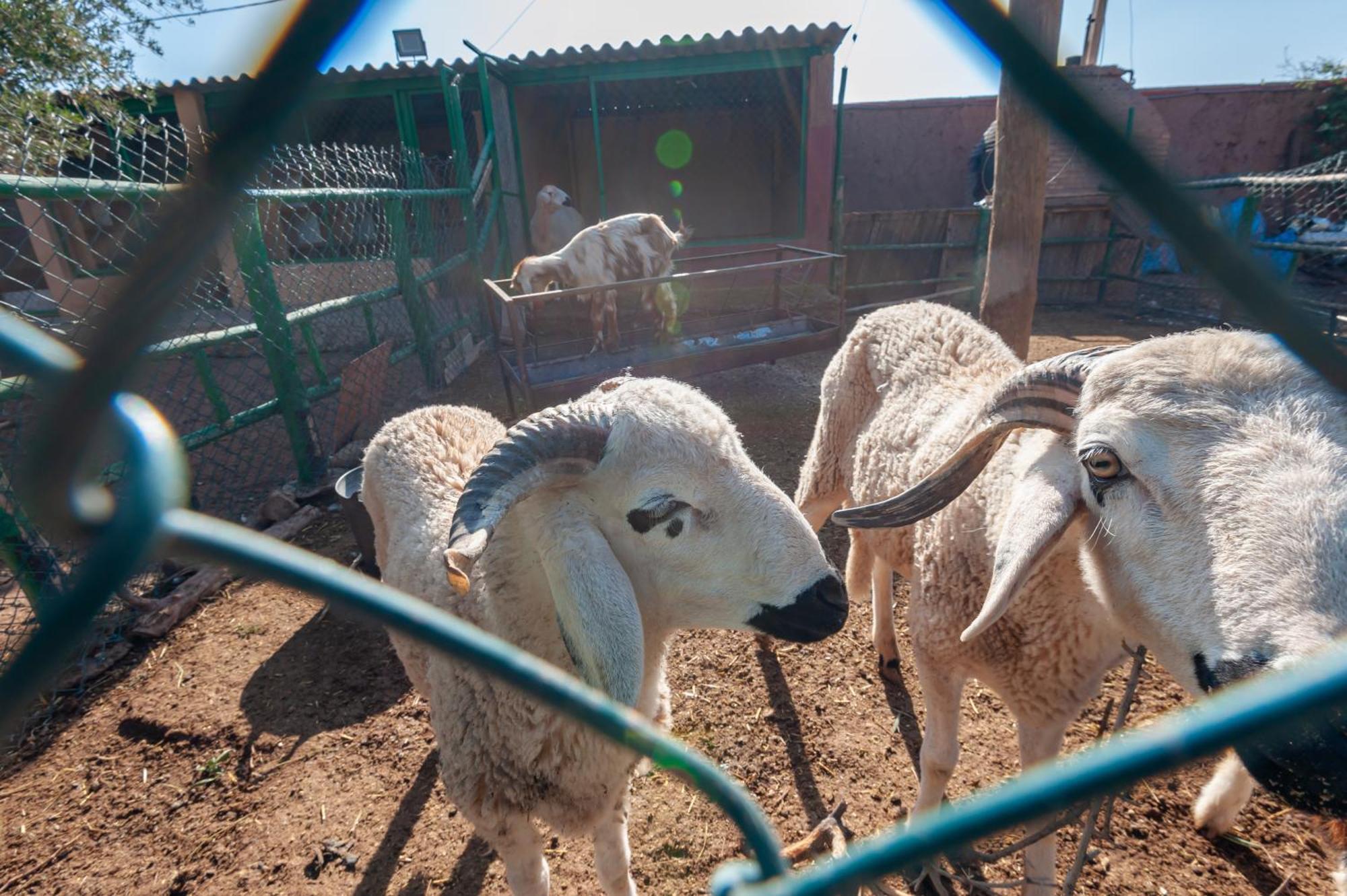 Ferme Sidi Safou & Spa มาร์ราเกช ภายนอก รูปภาพ