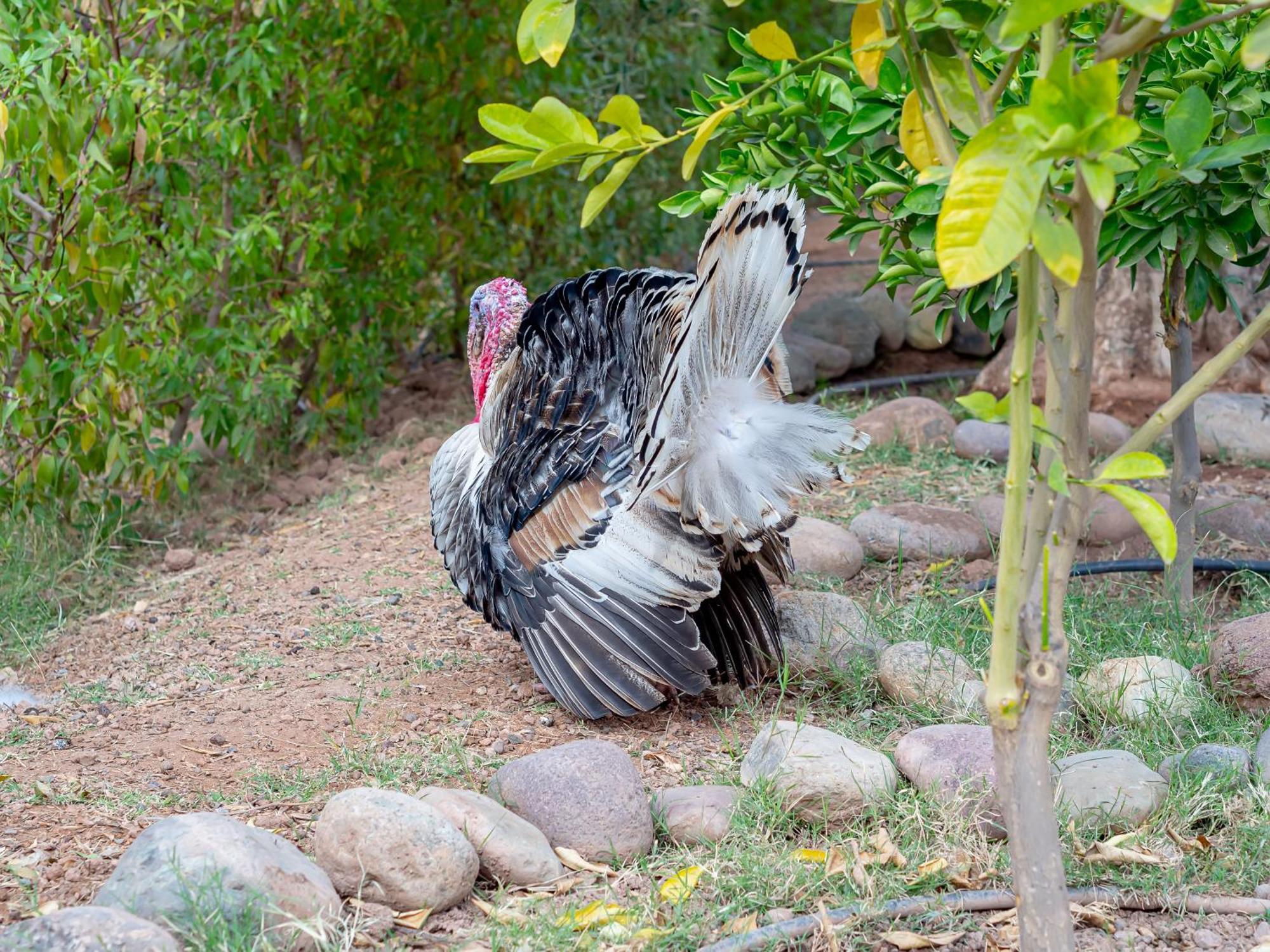 Ferme Sidi Safou & Spa มาร์ราเกช ภายนอก รูปภาพ