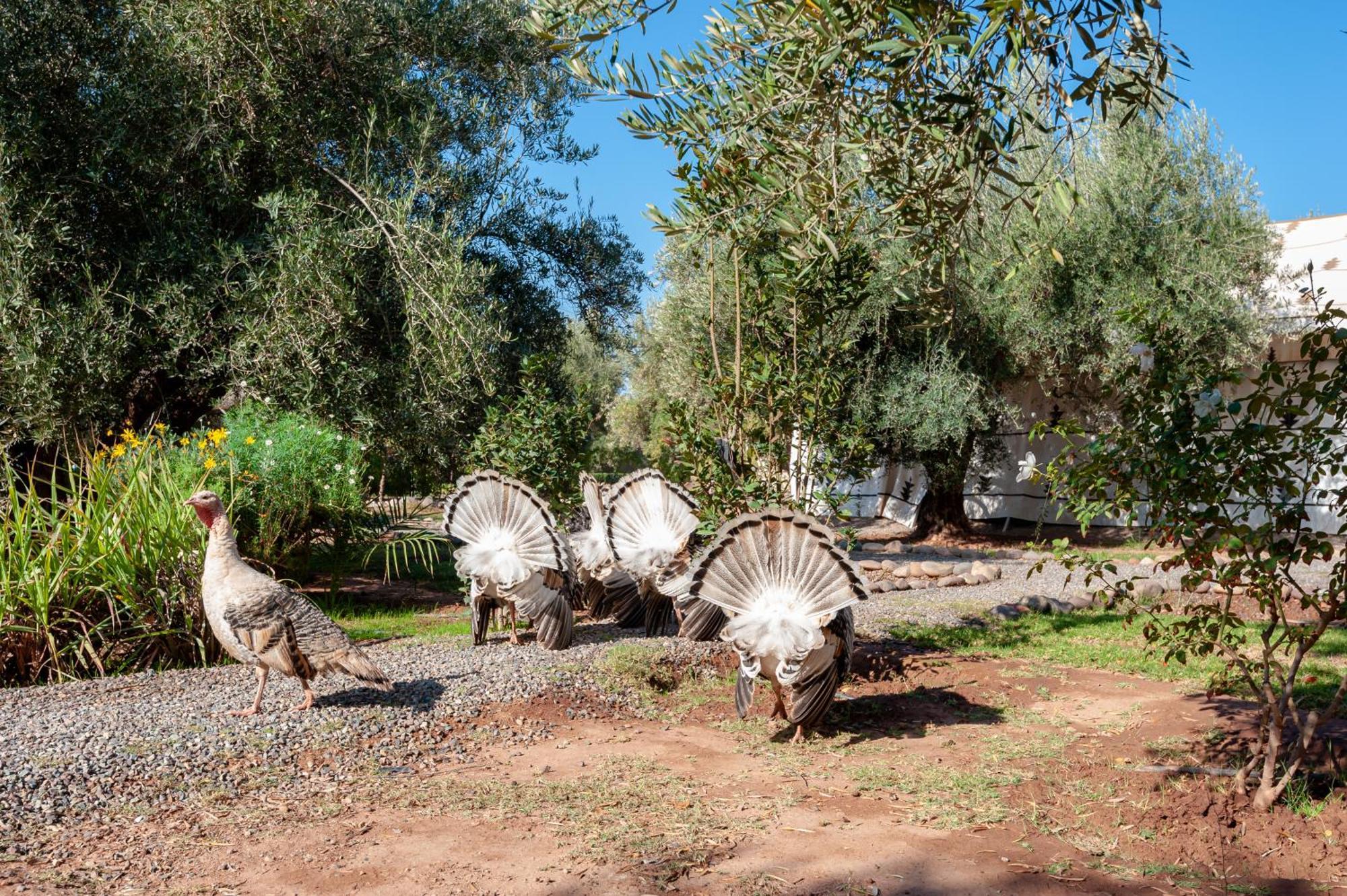 Ferme Sidi Safou & Spa มาร์ราเกช ภายนอก รูปภาพ