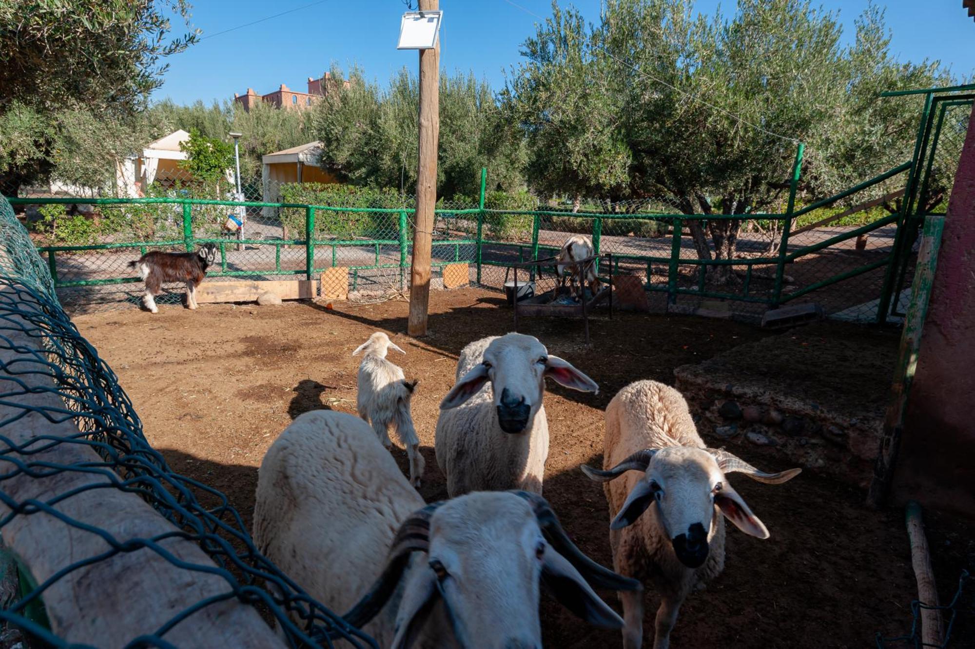 Ferme Sidi Safou & Spa มาร์ราเกช ภายนอก รูปภาพ