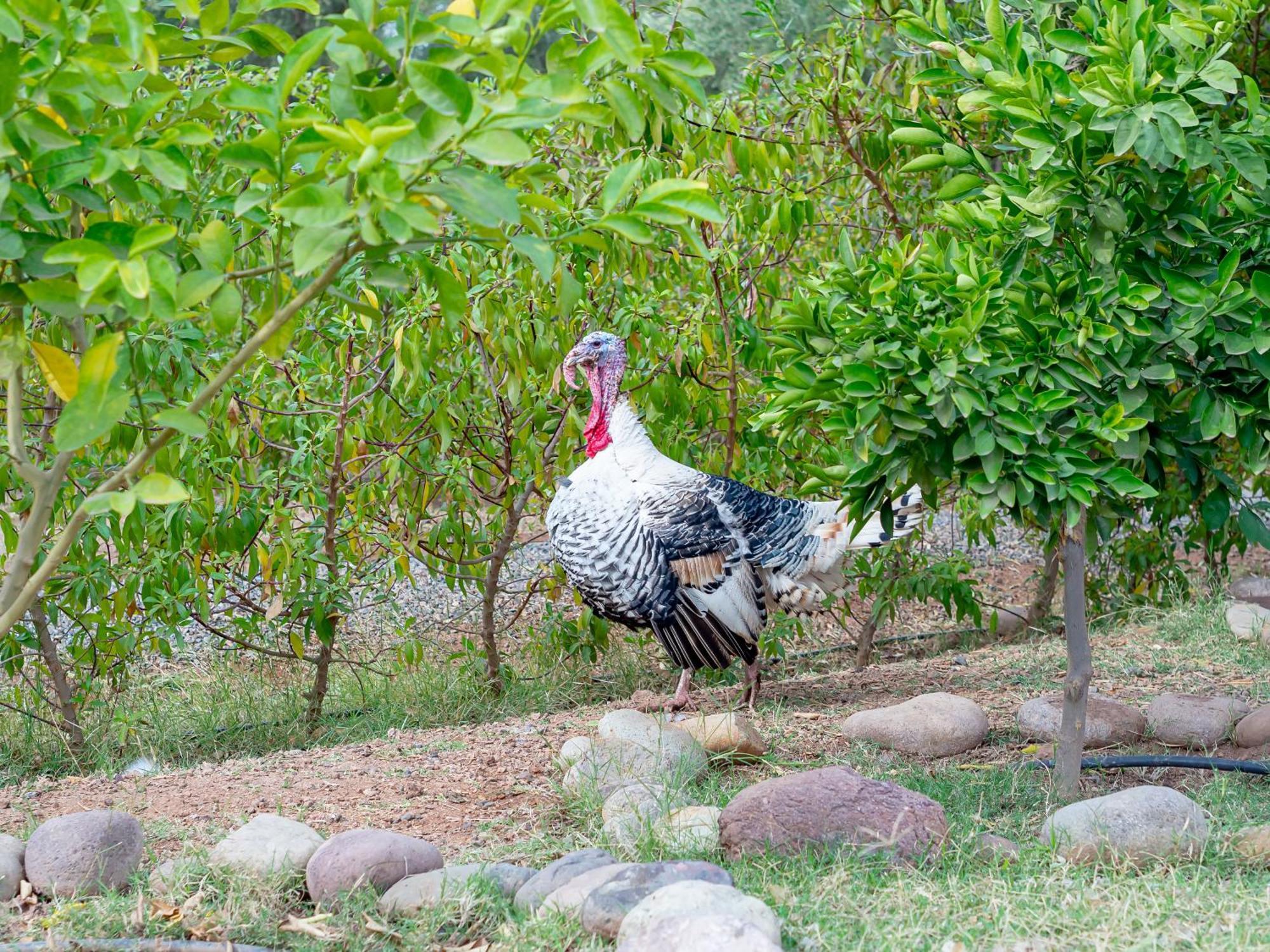 Ferme Sidi Safou & Spa มาร์ราเกช ภายนอก รูปภาพ