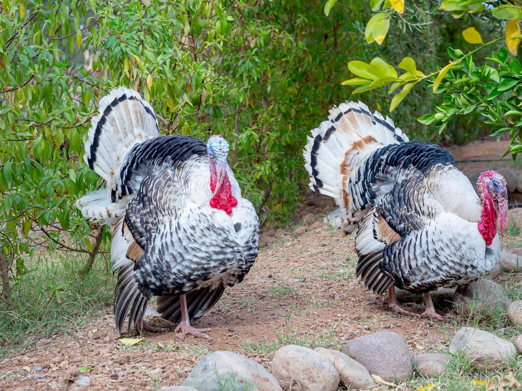 Ferme Sidi Safou & Spa มาร์ราเกช ภายนอก รูปภาพ