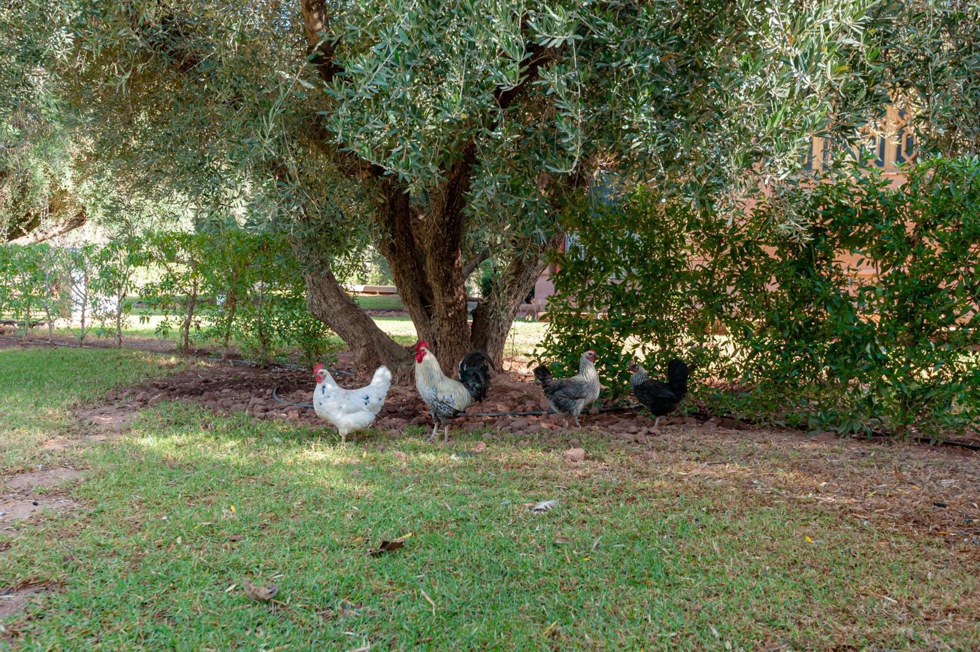 Ferme Sidi Safou & Spa มาร์ราเกช ภายนอก รูปภาพ